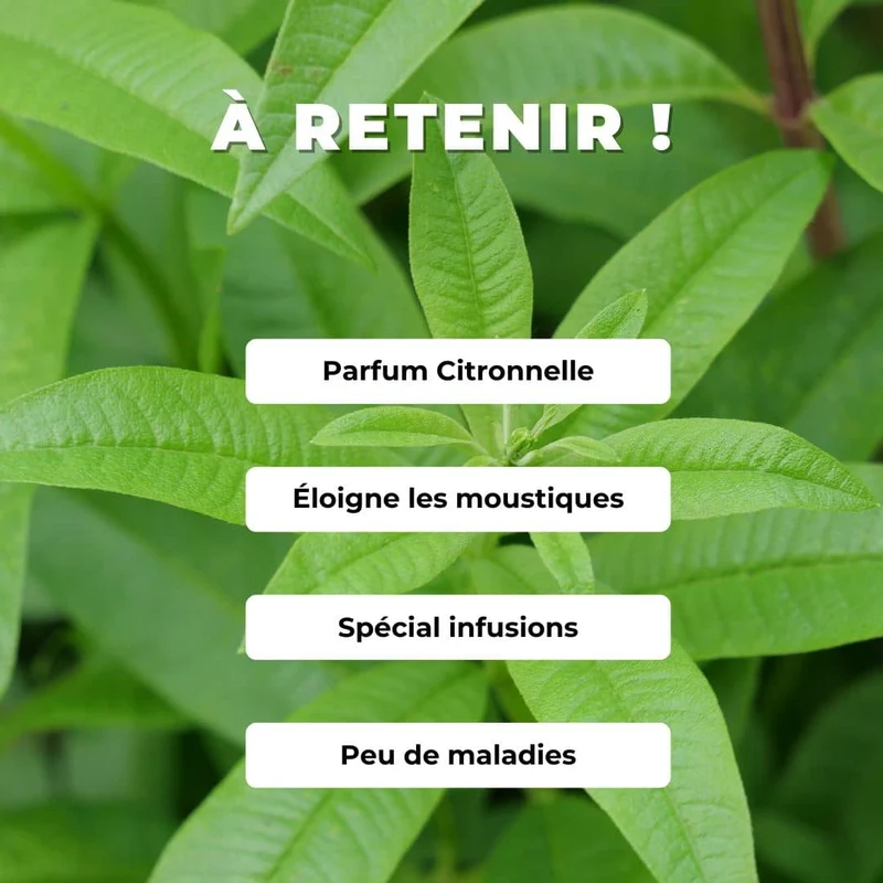 Verveine citronnelle — Plant