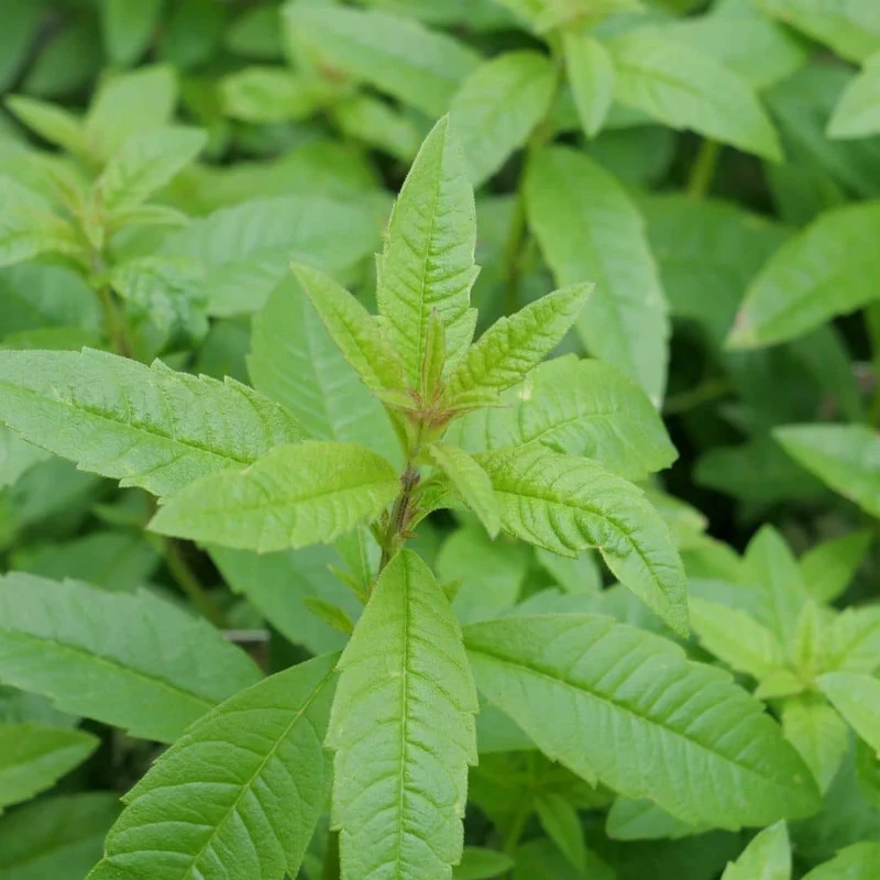 Verveine citronnelle — Plant