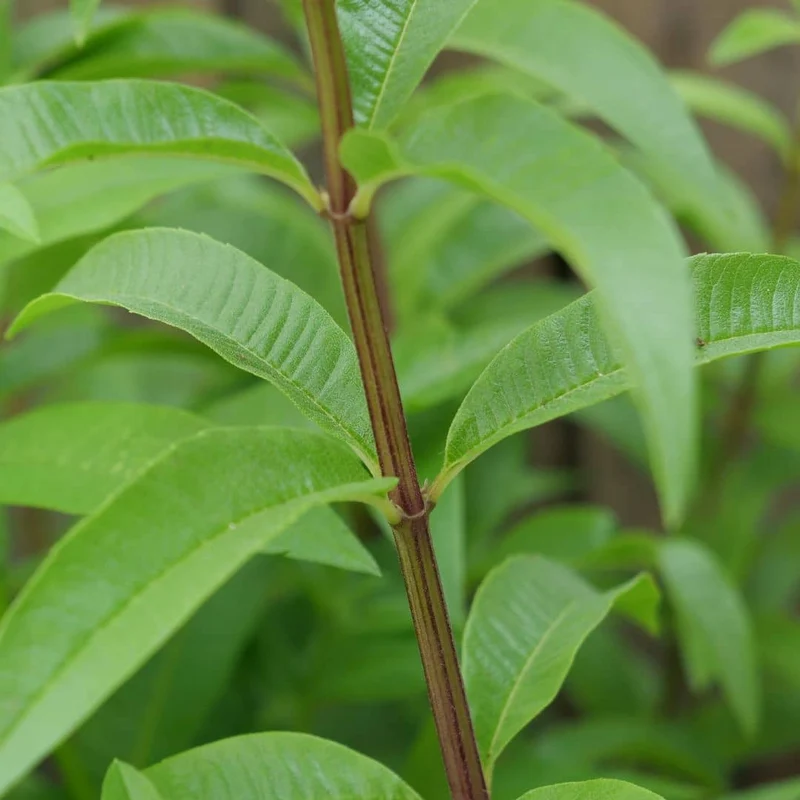 Verveine citronnelle — Plant