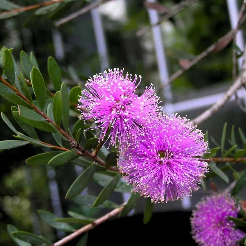 Mélaleuca rose — Graines ou plant