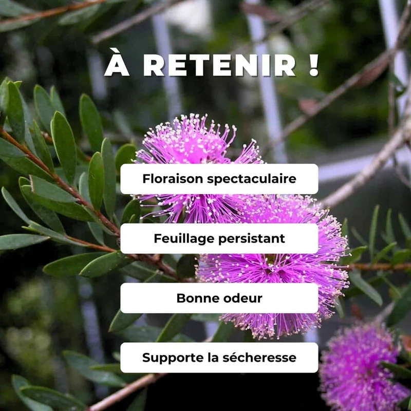 Mélaleuca rose — Graines ou plant