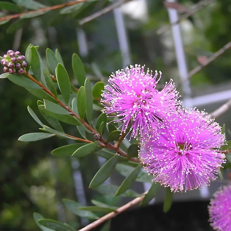 Mélaleuca rose — Graines ou plant
