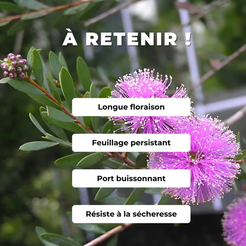 Mélaleuca rose — Graines ou plant