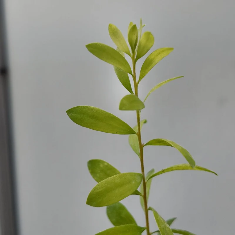Mélaleuca rose — Graines ou plant