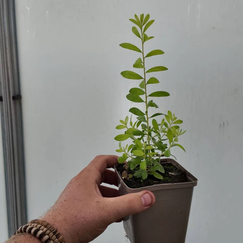 Mélaleuca rose — Graines ou plant
