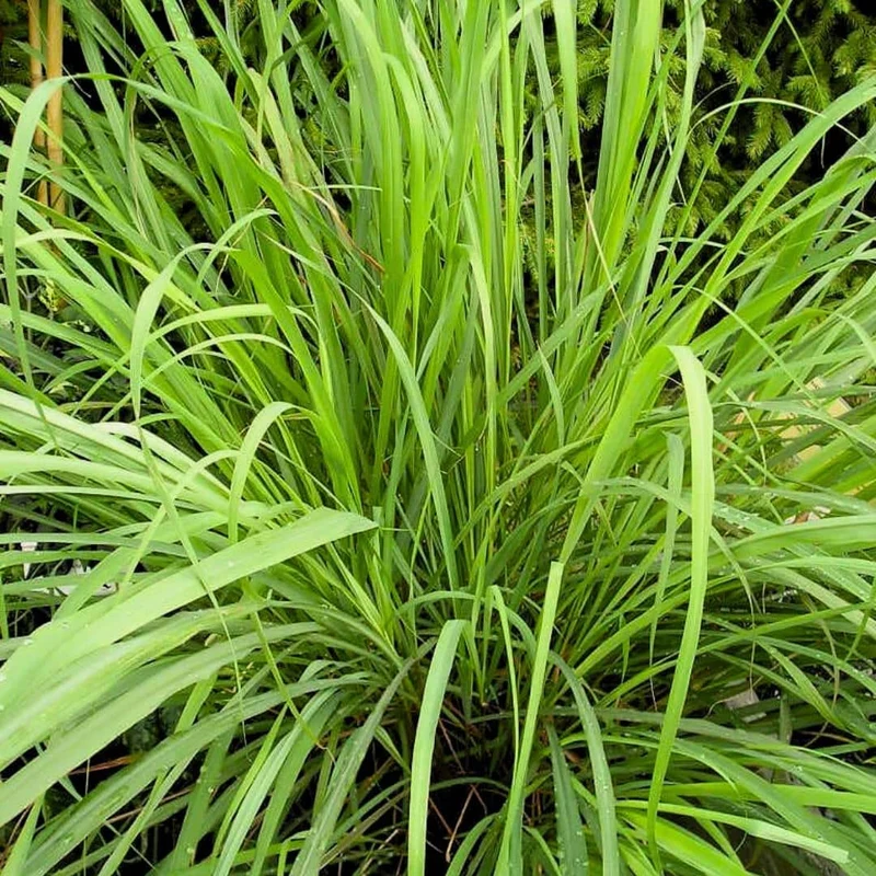 Citronnelle de cuisine — Plant