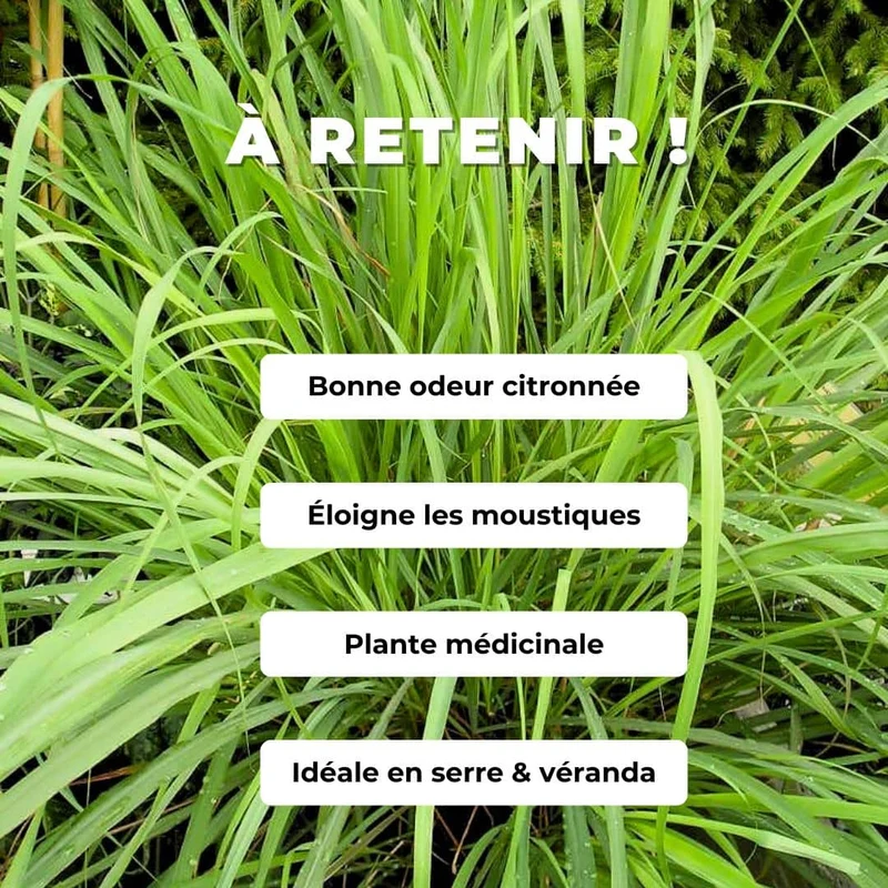 Citronnelle de cuisine — Plant