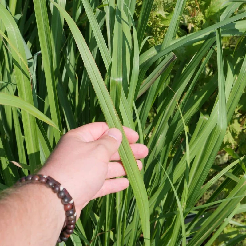 Citronnelle de cuisine — Plant