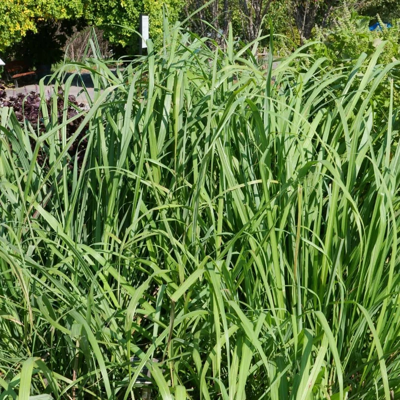 Citronnelle de cuisine — Plant
