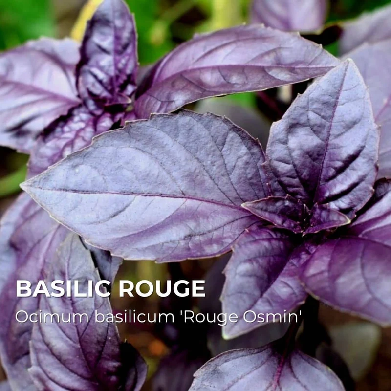 Basilic Rouge Osmin — Graines ou plant