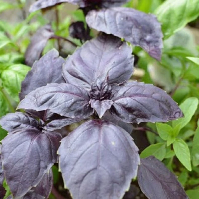 Basilic Rouge Osmin — Graines ou plant