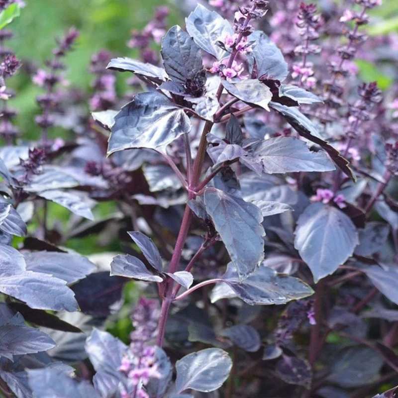 Basilic Rouge Osmin — Graines ou plant