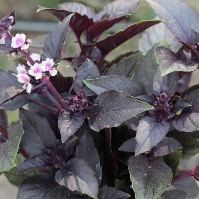 Basilic Rouge Osmin — Graines ou plant