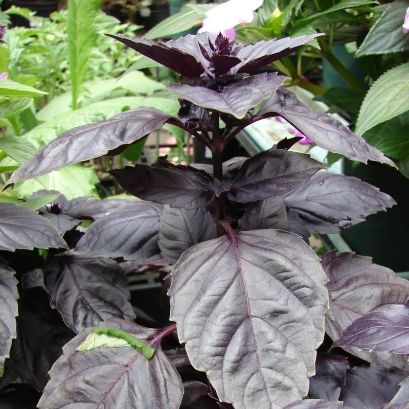 Basilic Rouge Osmin — Graines ou plant