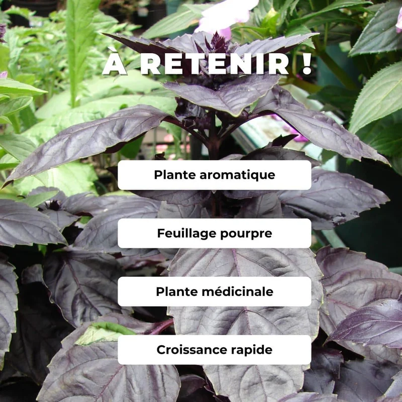 Basilic Rouge Osmin — Graines ou plant