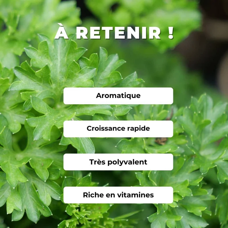 Persil frisé — Graines ou plant