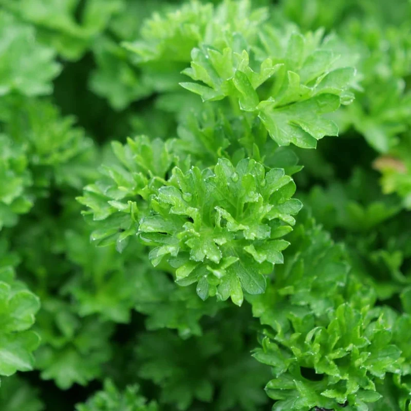 Persil frisé — Graines ou plant