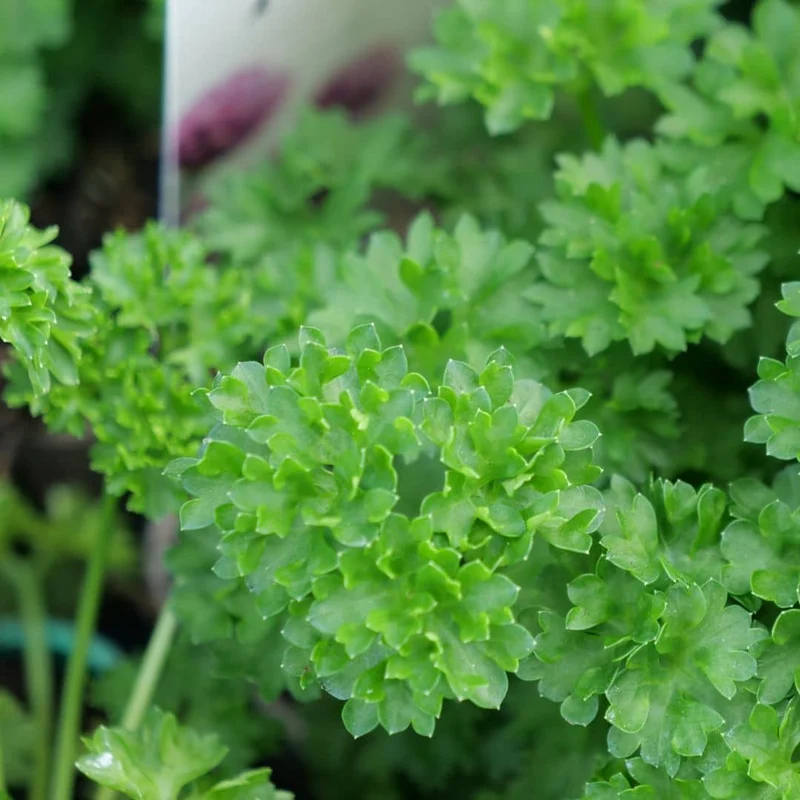 Persil frisé — Graines ou plant