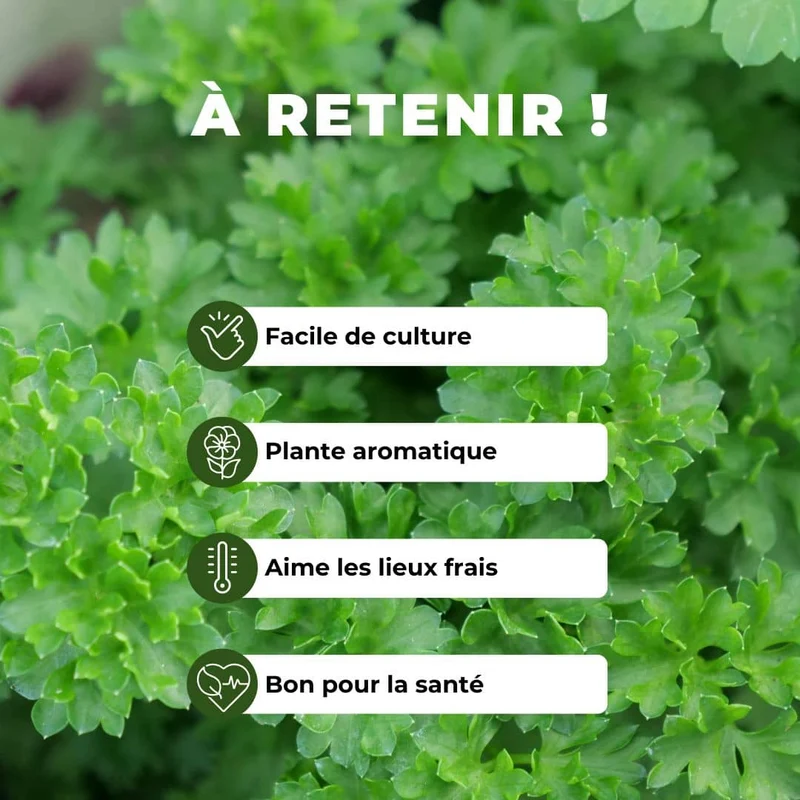 Persil frisé — Graines ou plant