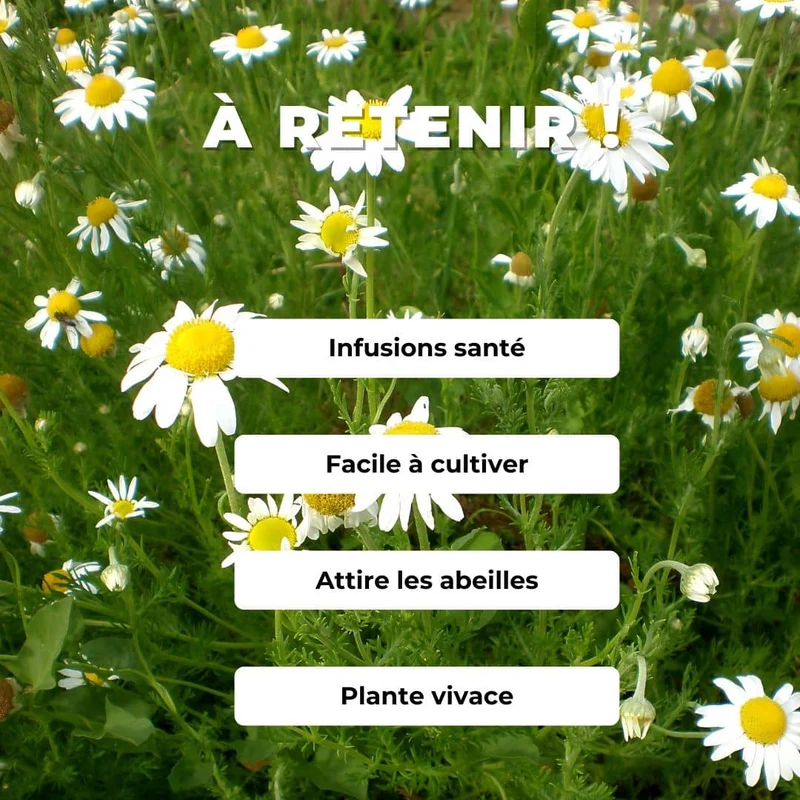 Camomille romaine — Graines