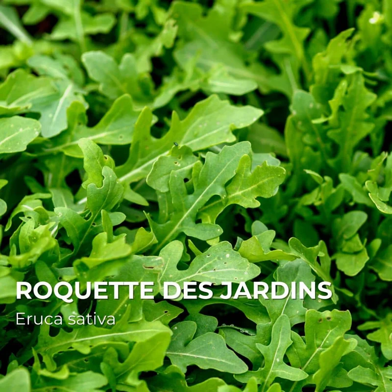 Roquette des jardins — Graines