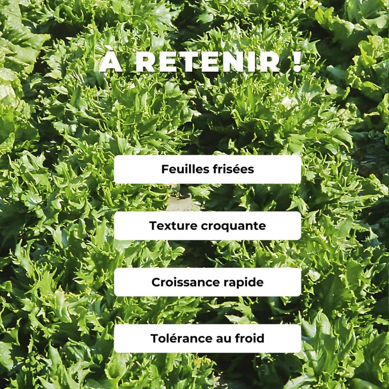 Laitue Reine des Glaces — Graines