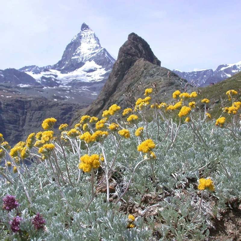 Génépi des glaciers — Plant