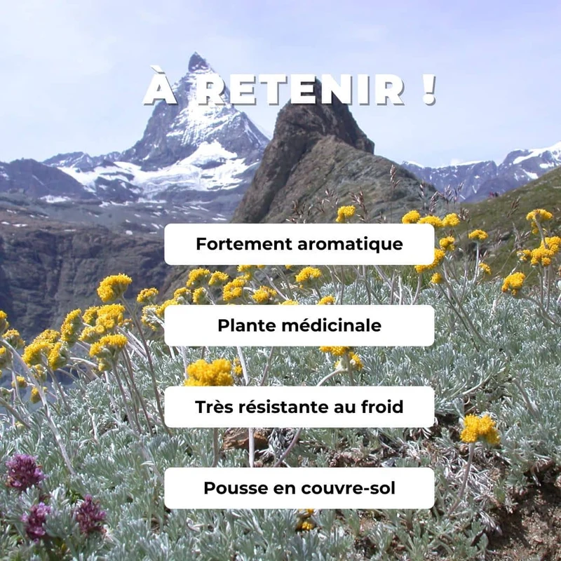 Génépi des glaciers — Plant