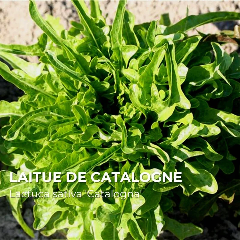 Laitue de Catalogne — Graines