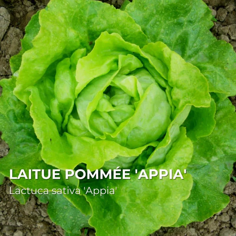 Laitue Appia — Graines