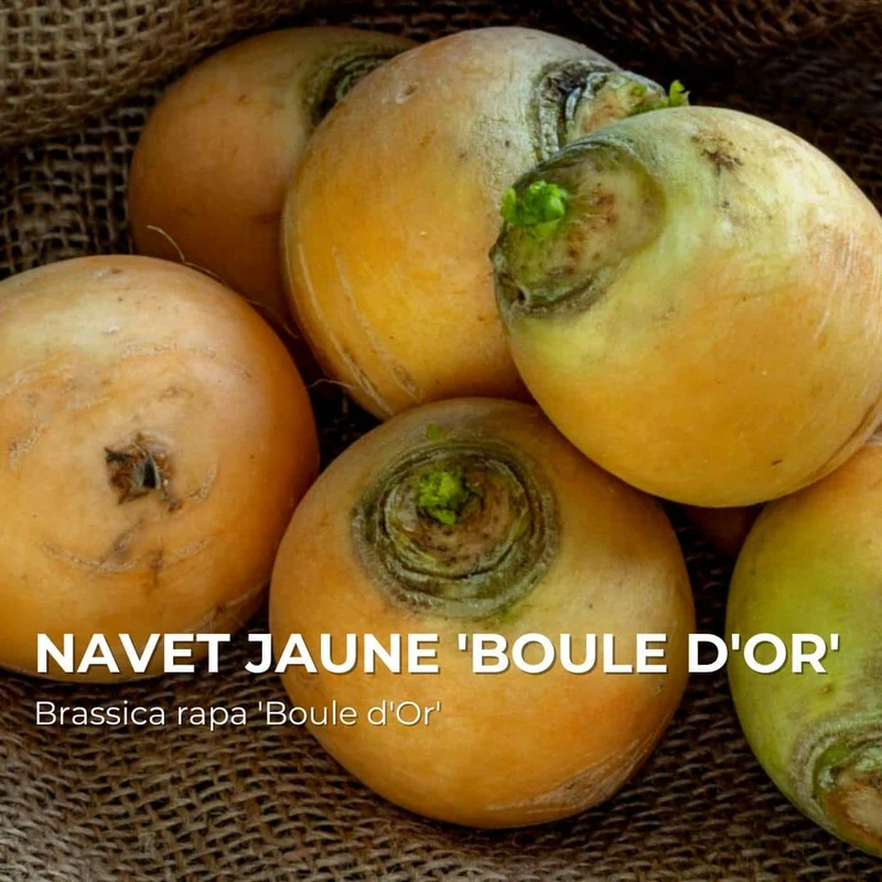 Navet Jaune Boule d’Or — Graines