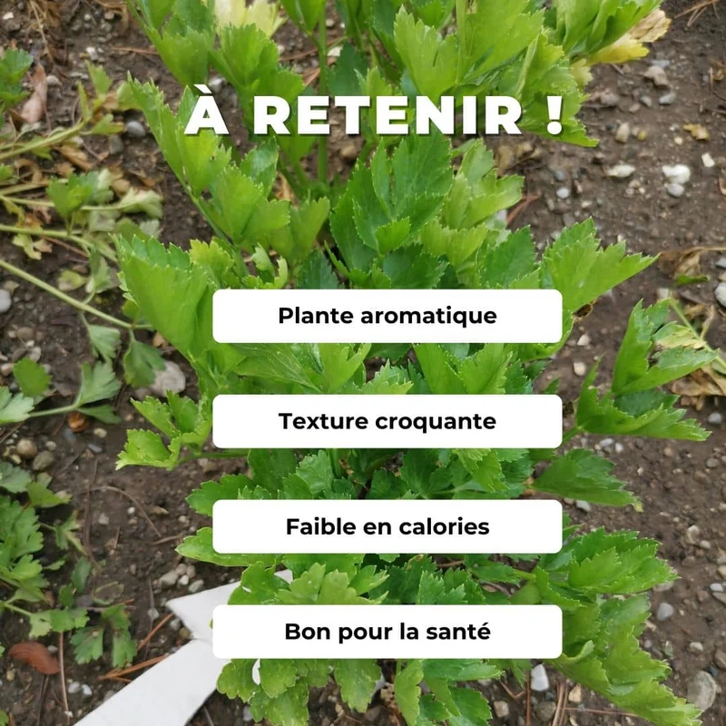 Céleri branche d’Elne — Graines