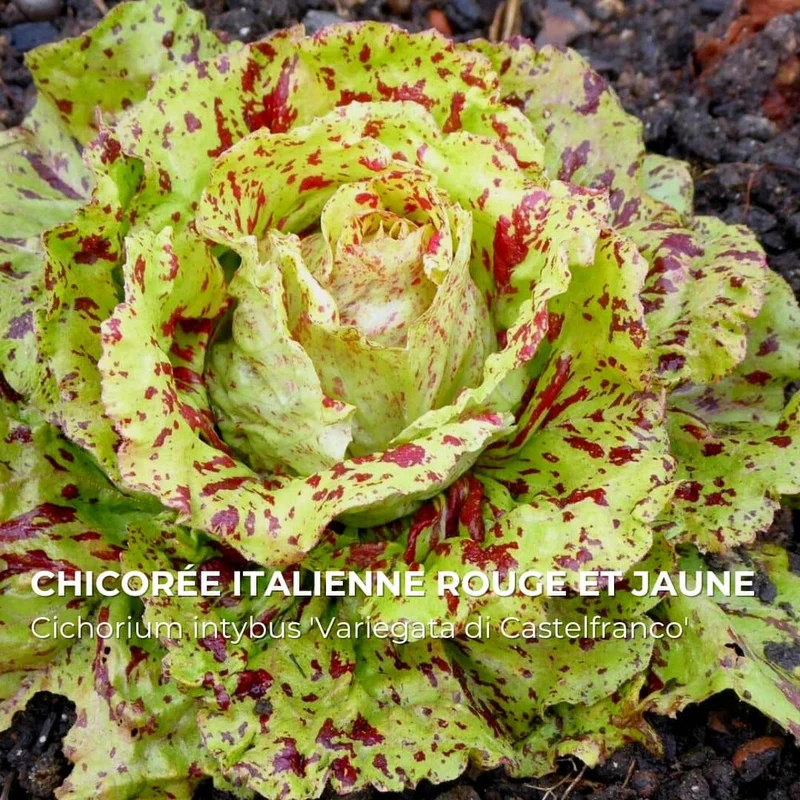 Chicorée Variegata di Castelfranco — Graines
