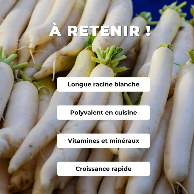 Radis blanc Daïkon — Graines