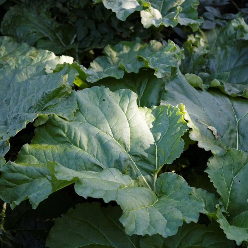 Rhubarbe Victoria — Graines