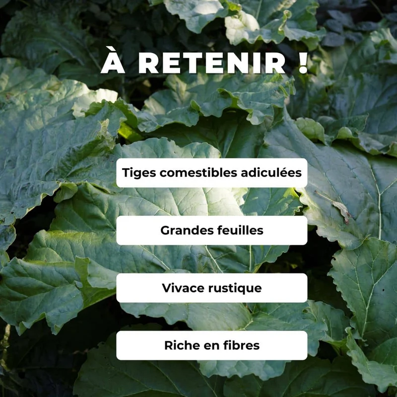 Rhubarbe Victoria — Graines