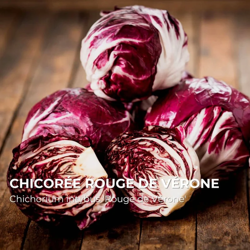 Chicorée Rouge de Vérone — Graines