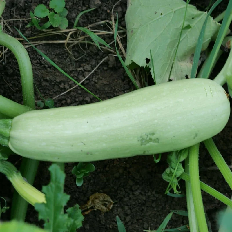 Courgette Blanche de Sicile — Graines