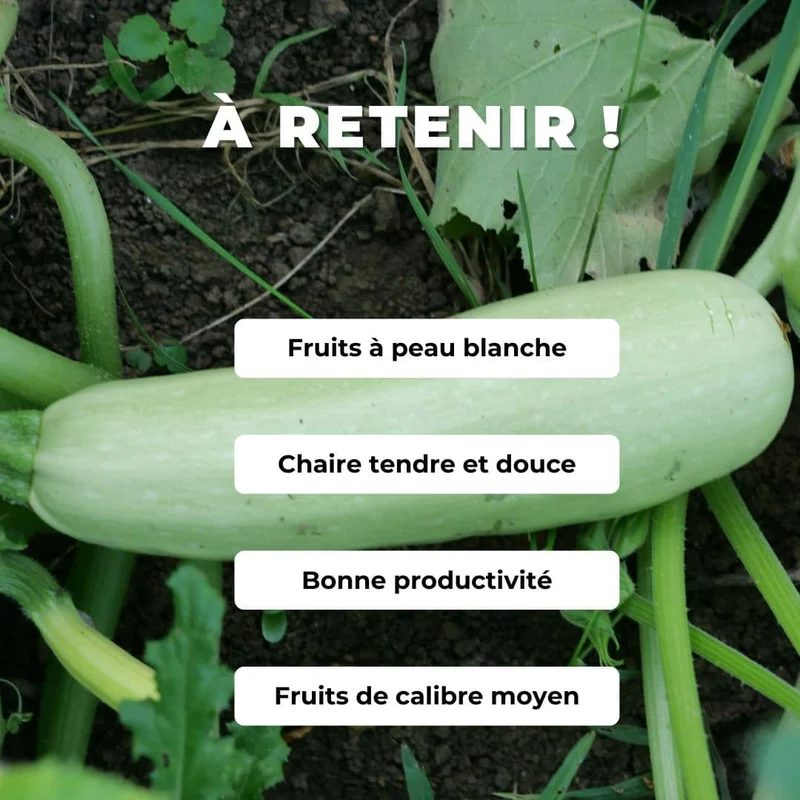 Courgette Blanche de Sicile — Graines