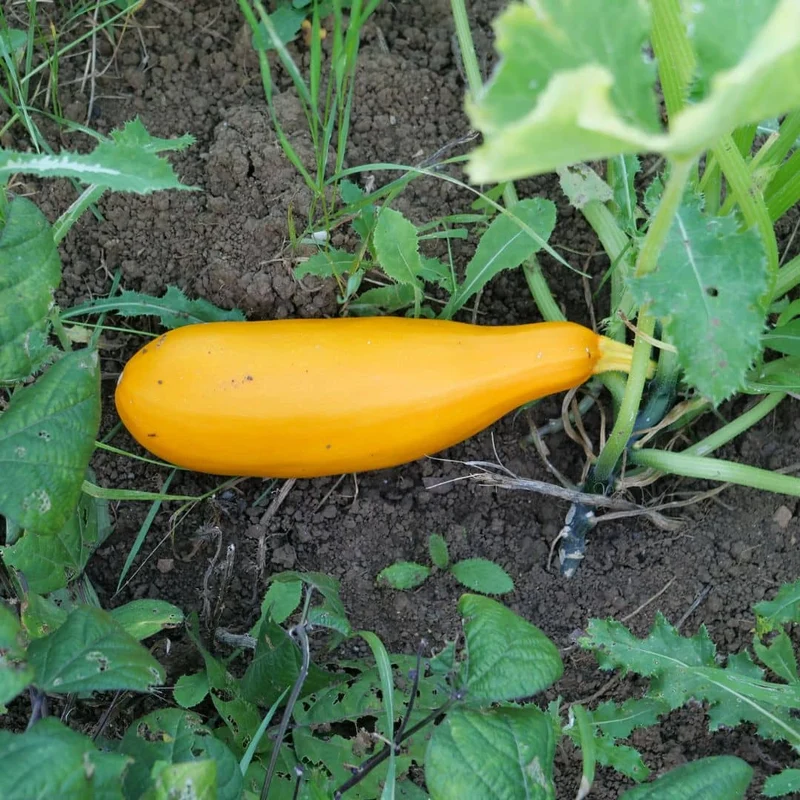 Courgette Jaune Goldena — Graines
