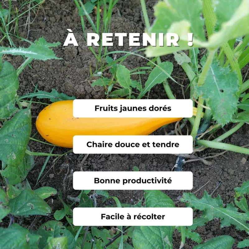 Courgette Jaune Goldena — Graines