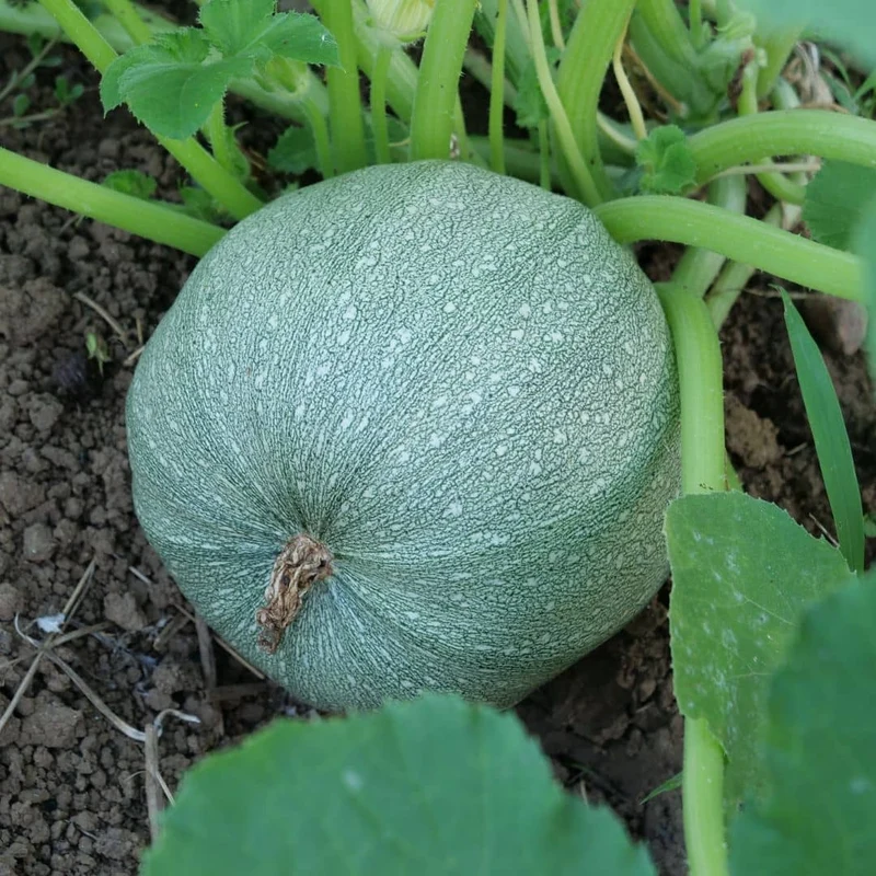 Courgette Ronde de Nice — Graines