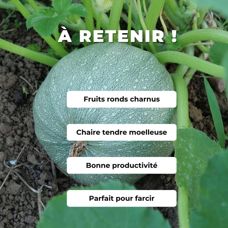 Courgette Ronde de Nice — Graines