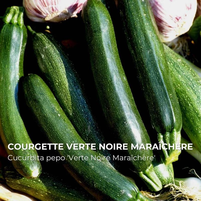 Courgette Verte Noire Maraîchère — Graines