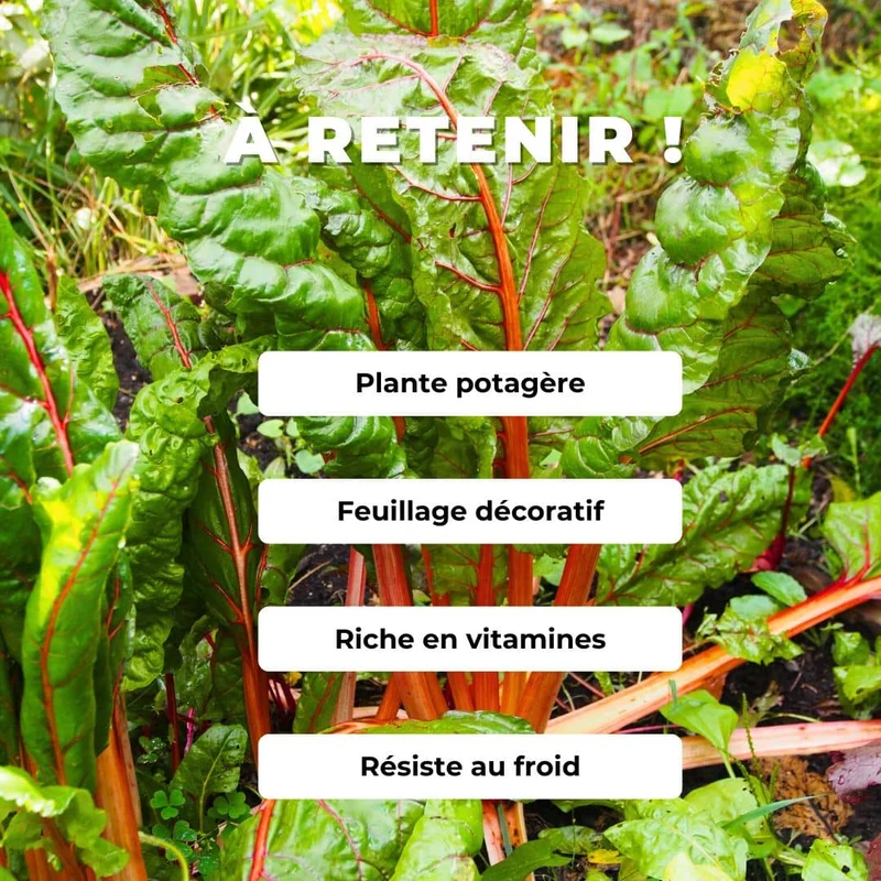 Bette à cardes rouges — Graines