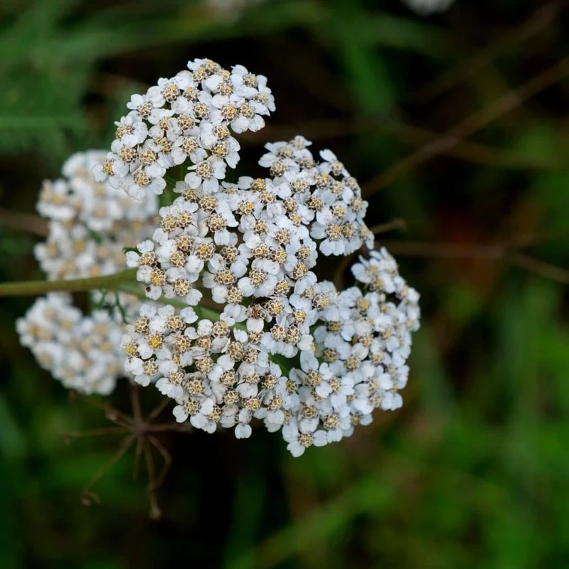 Achillée millefeuille — Graines ou plant