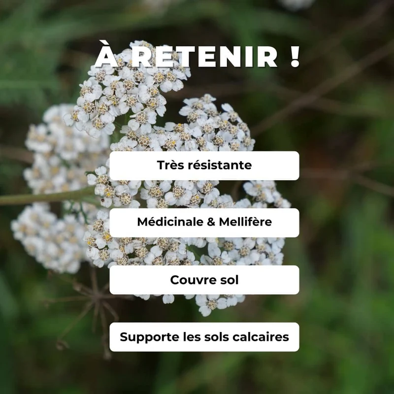 Achillée millefeuille — Graines ou plant