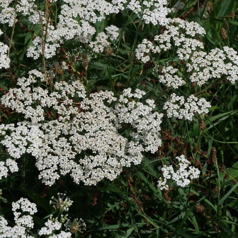 Achillée millefeuille — Graines ou plant