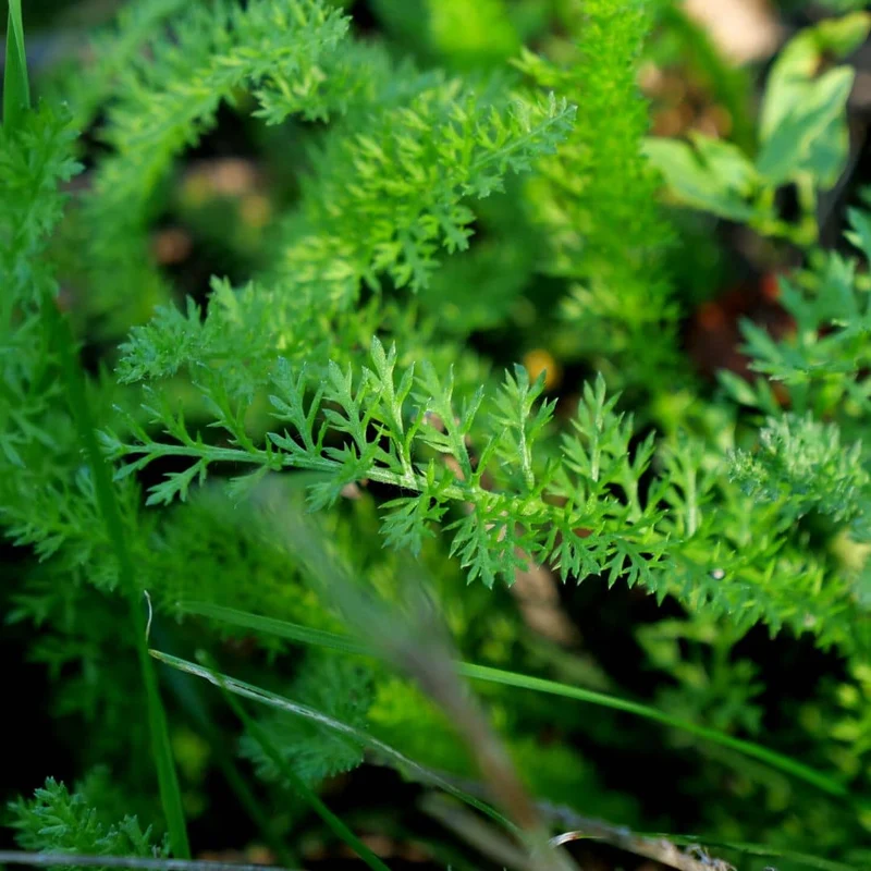 Achillée millefeuille — Graines ou plant