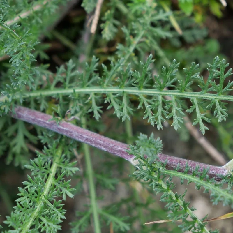 Achillée millefeuille — Graines ou plant